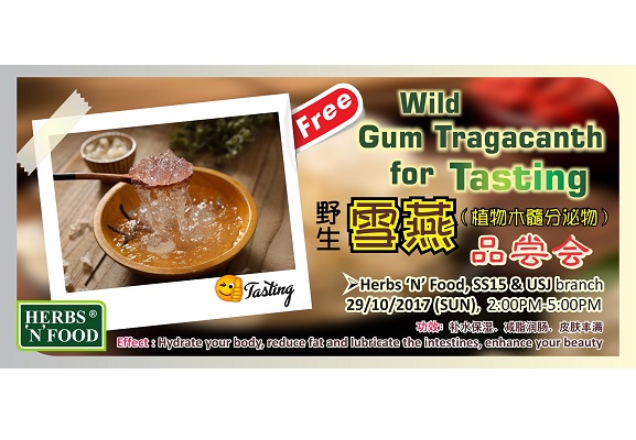 Wild Gum Tragacanth for Tasting 野山雪燕（植物木髓分泌物）品尝会 